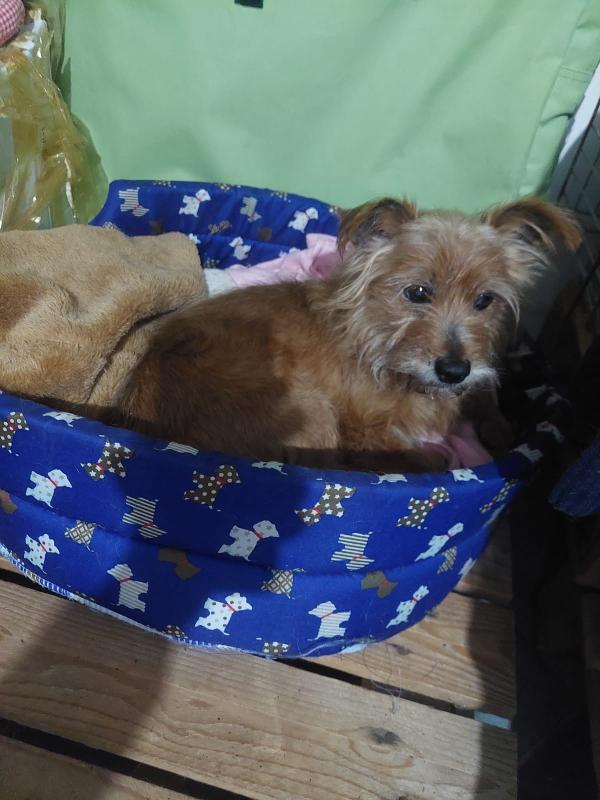 Dolce Henry, 5 kg di amore aspetta una casa Foto 3